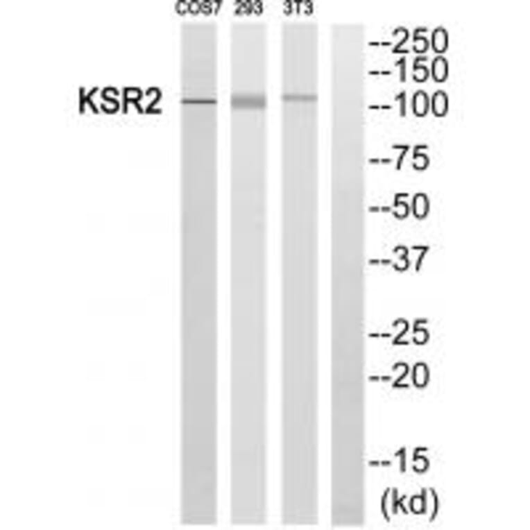 Western blot - KSR2 Antibody from Signalway Antibody (33940) - Antibodies.com