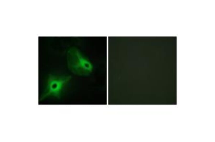 Immunofluorescence - KSR2 Antibody from Signalway Antibody (33940) - Antibodies.com