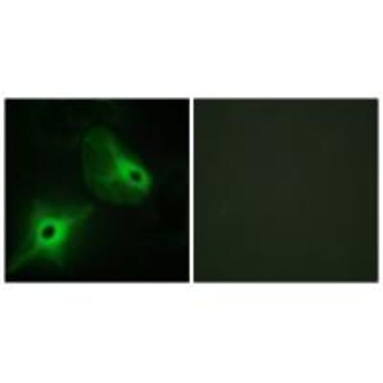 Immunofluorescence - KSR2 Antibody from Signalway Antibody (33940) - Antibodies.com