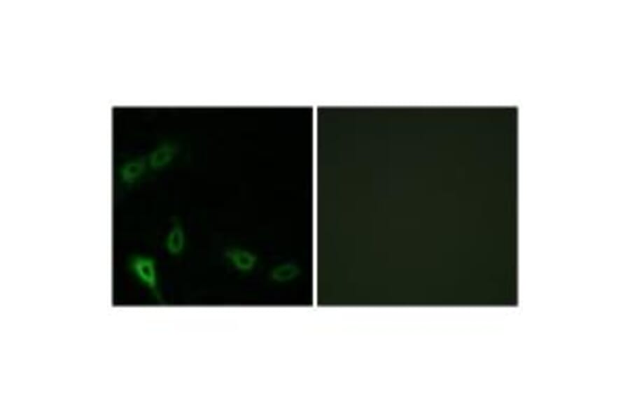 Immunofluorescence - MARK2 Antibody from Signalway Antibody (33942) - Antibodies.com