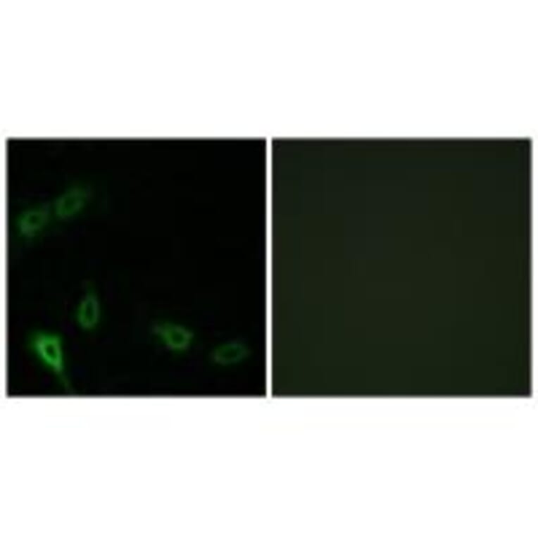 Immunofluorescence - MARK2 Antibody from Signalway Antibody (33942) - Antibodies.com