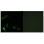 Immunofluorescence - MARK2 Antibody from Signalway Antibody (33942) - Antibodies.com