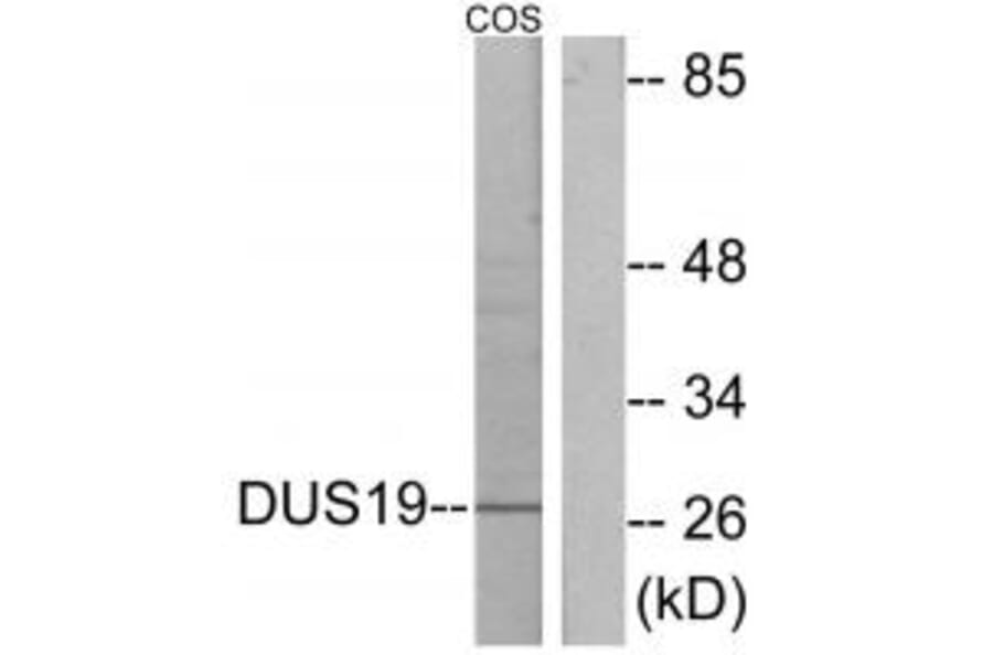 Western blot - DUS19 Antibody from Signalway Antibody (33994) - Antibodies.com