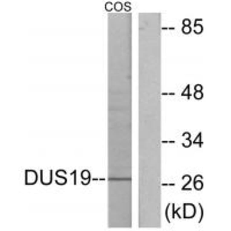 Western blot - DUS19 Antibody from Signalway Antibody (33994) - Antibodies.com