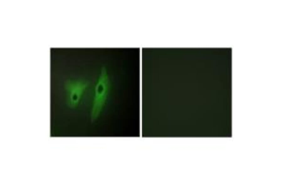 Immunofluorescence - DUS19 Antibody from Signalway Antibody (33994) - Antibodies.com