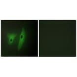 Immunofluorescence - DUS19 Antibody from Signalway Antibody (33994) - Antibodies.com