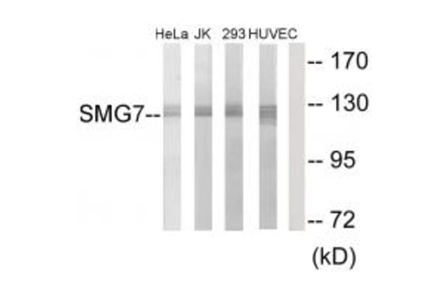 Western blot - SMG7 Antibody from Signalway Antibody (34002) - Antibodies.com