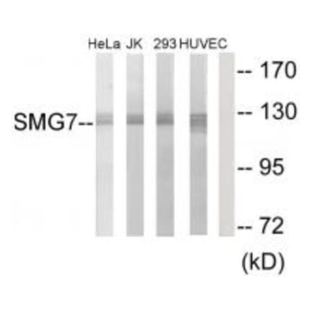 Western blot - SMG7 Antibody from Signalway Antibody (34002) - Antibodies.com