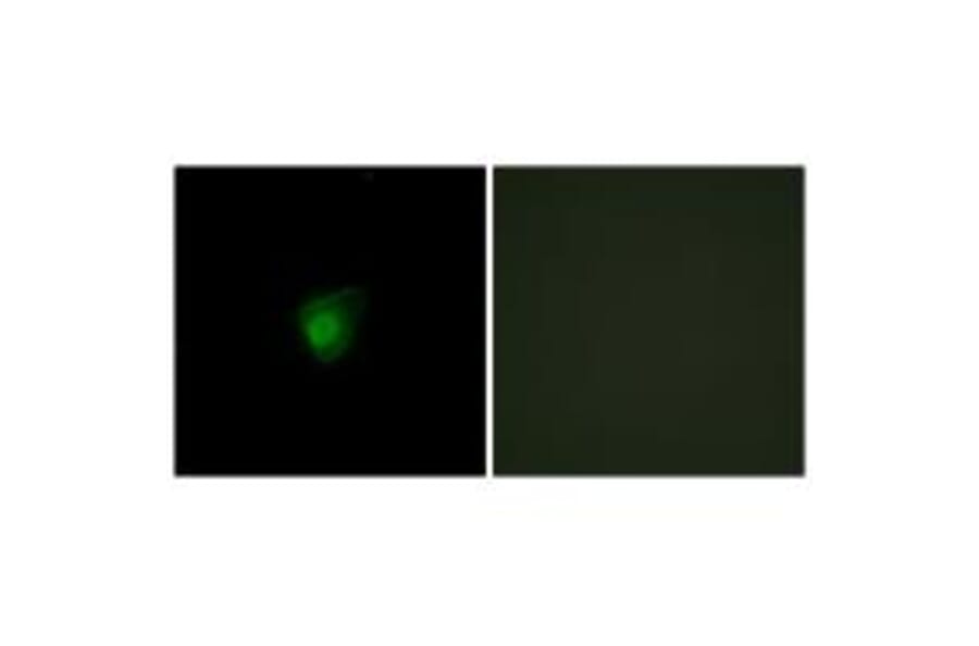 Immunofluorescence - SMG7 Antibody from Signalway Antibody (34002) - Antibodies.com