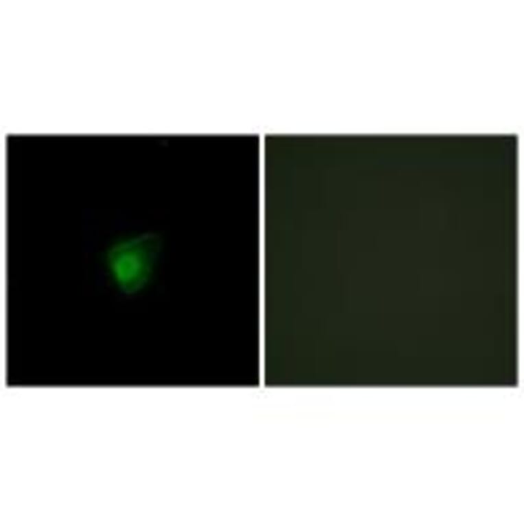Immunofluorescence - SMG7 Antibody from Signalway Antibody (34002) - Antibodies.com