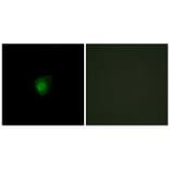 Immunofluorescence - SMG7 Antibody from Signalway Antibody (34002) - Antibodies.com