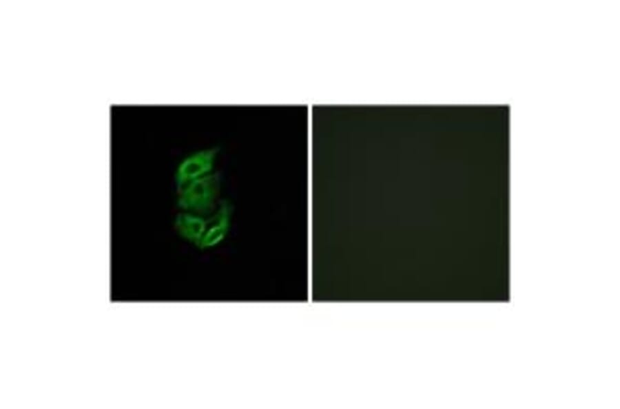 Immunofluorescence - STA13 Antibody from Signalway Antibody (34132) - Antibodies.com