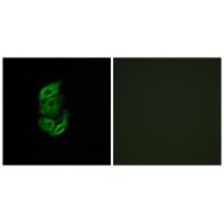 Immunofluorescence - STA13 Antibody from Signalway Antibody (34132) - Antibodies.com