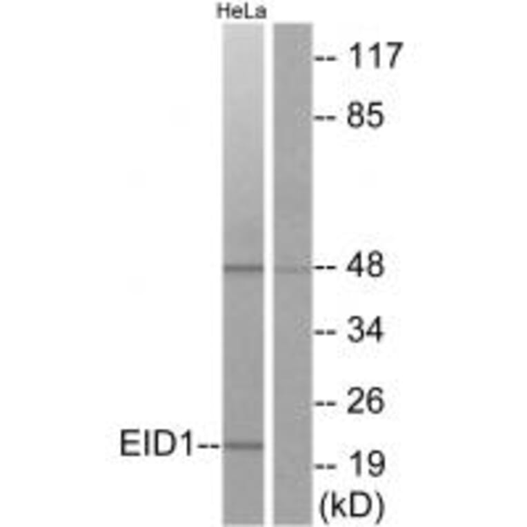 Western blot - EID1 Antibody from Signalway Antibody (34140) - Antibodies.com