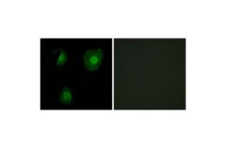 Immunofluorescence - EID1 Antibody from Signalway Antibody (34140) - Antibodies.com