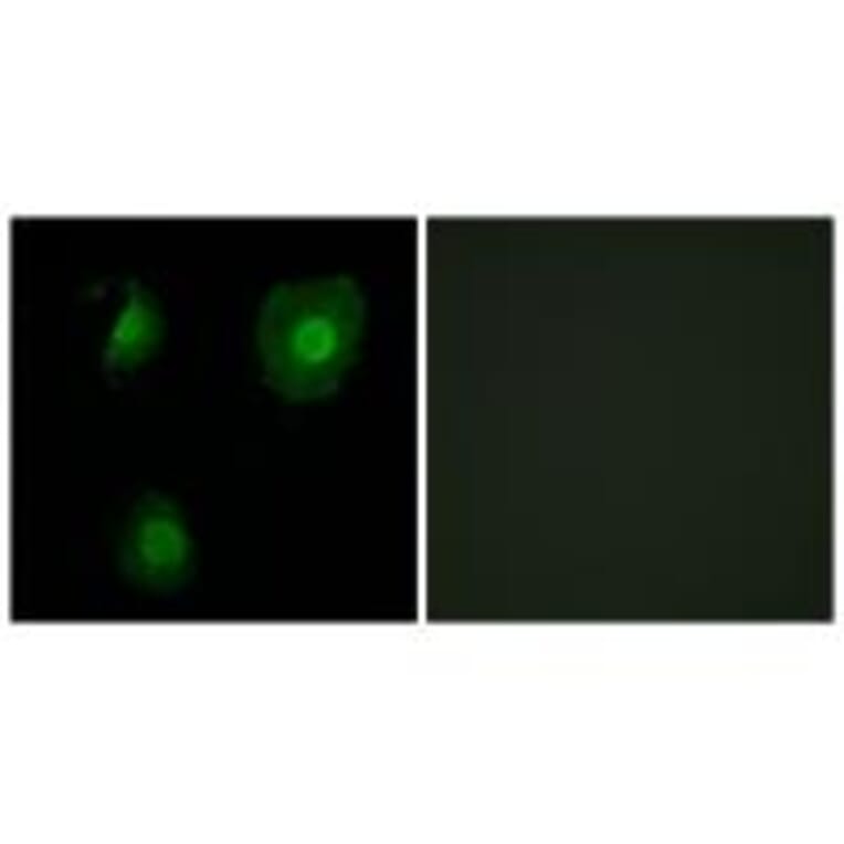 Immunofluorescence - EID1 Antibody from Signalway Antibody (34140) - Antibodies.com