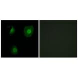Immunofluorescence - EID1 Antibody from Signalway Antibody (34140) - Antibodies.com