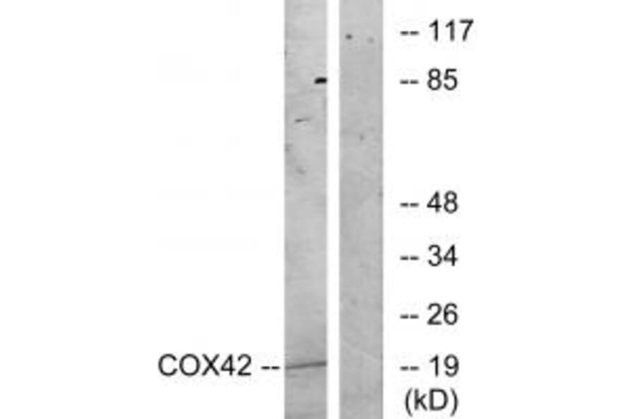 Western blot - COX42 Antibody from Signalway Antibody (34223) - Antibodies.com