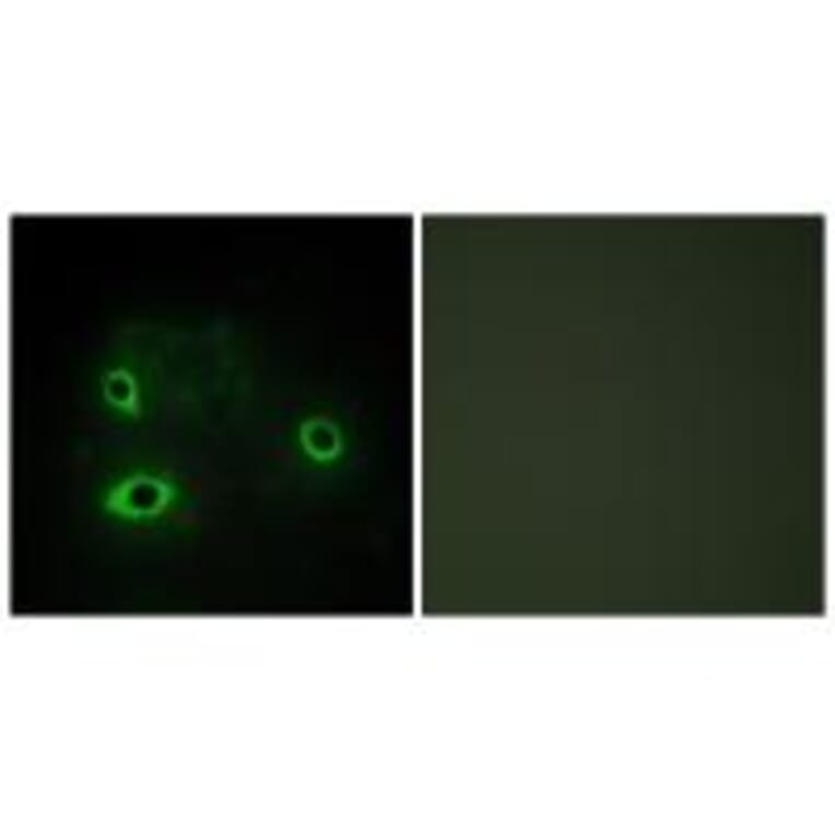 Immunofluorescence - COX42 Antibody from Signalway Antibody (34223) - Antibodies.com