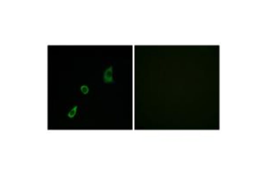 Immunofluorescence - FGF23 Antibody from Signalway Antibody (34248) - Antibodies.com