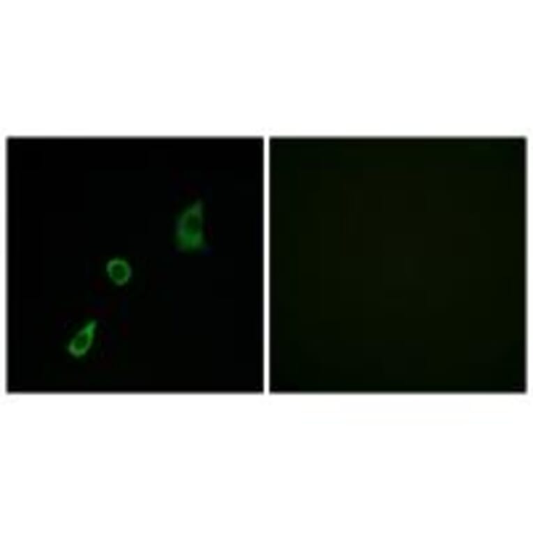 Immunofluorescence - FGF23 Antibody from Signalway Antibody (34248) - Antibodies.com