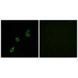 Immunofluorescence - FGF23 Antibody from Signalway Antibody (34248) - Antibodies.com
