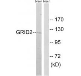 Western blot - GRID2 Antibody from Signalway Antibody (34251) - Antibodies.com