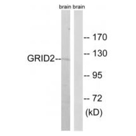 Western blot - GRID2 Antibody from Signalway Antibody (34251) - Antibodies.com