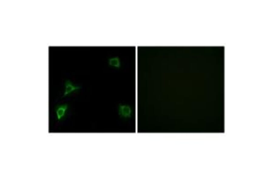 Immunofluorescence - GRID2 Antibody from Signalway Antibody (34251) - Antibodies.com