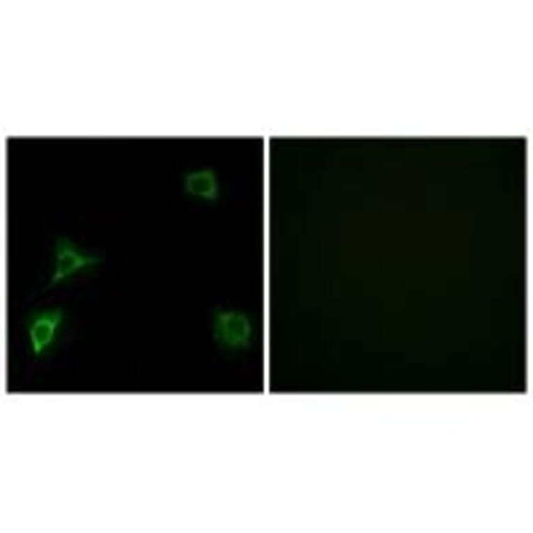 Immunofluorescence - GRID2 Antibody from Signalway Antibody (34251) - Antibodies.com