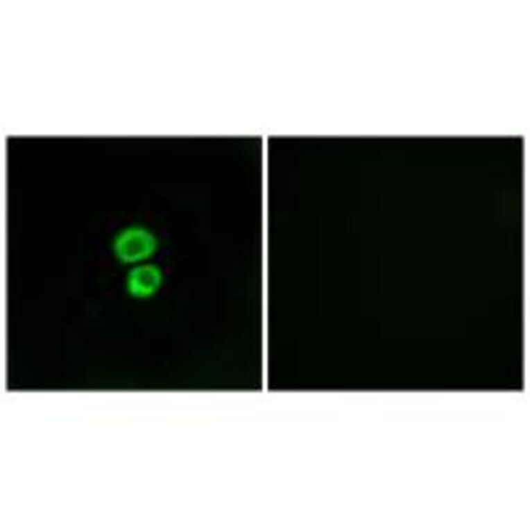 Immunofluorescence - IFM3 Antibody from Signalway Antibody (34255) - Antibodies.com