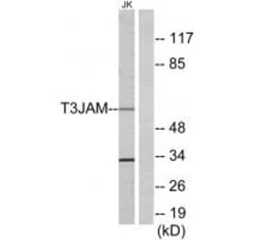 Western blot - T3JAM Antibody from Signalway Antibody (34299) - Antibodies.com