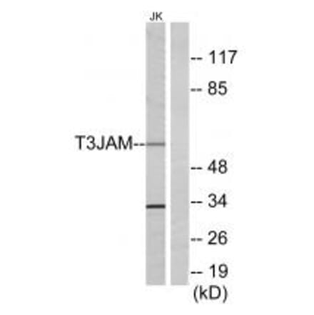 Western blot - T3JAM Antibody from Signalway Antibody (34299) - Antibodies.com