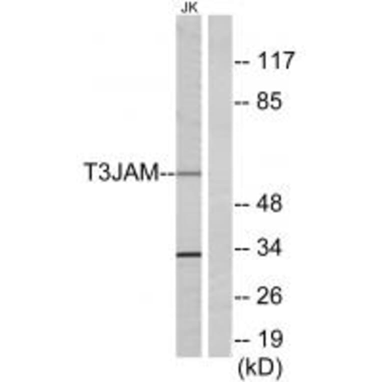 Western blot - T3JAM Antibody from Signalway Antibody (34299) - Antibodies.com