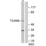Western blot - T3JAM Antibody from Signalway Antibody (34299) - Antibodies.com