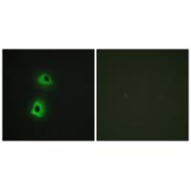Immunofluorescence - T3JAM Antibody from Signalway Antibody (34299) - Antibodies.com