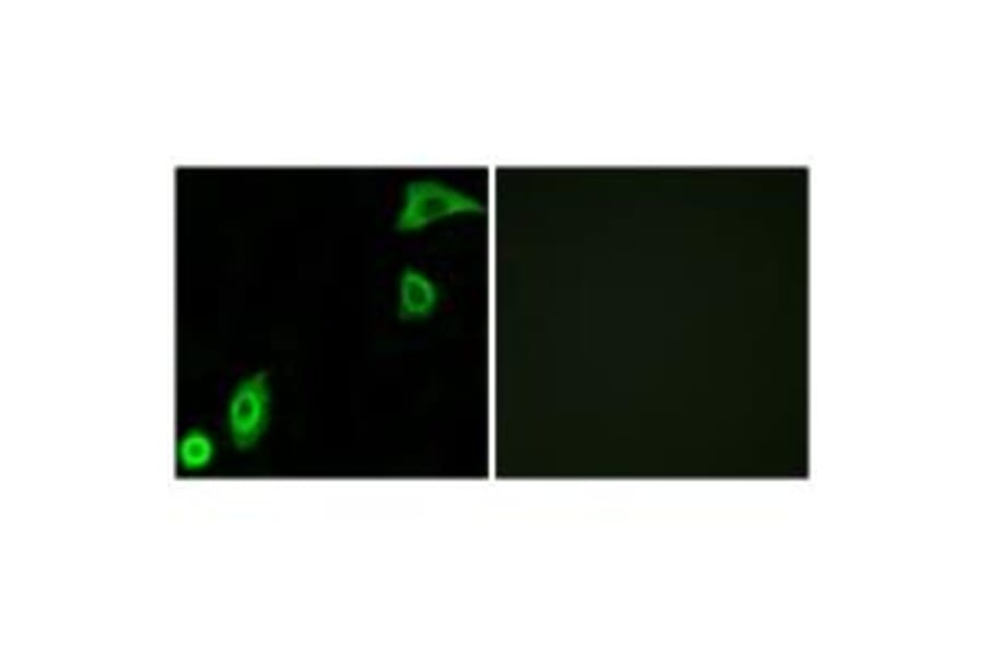 Immunofluorescence - RPS20 Antibody from Signalway Antibody (34335) - Antibodies.com