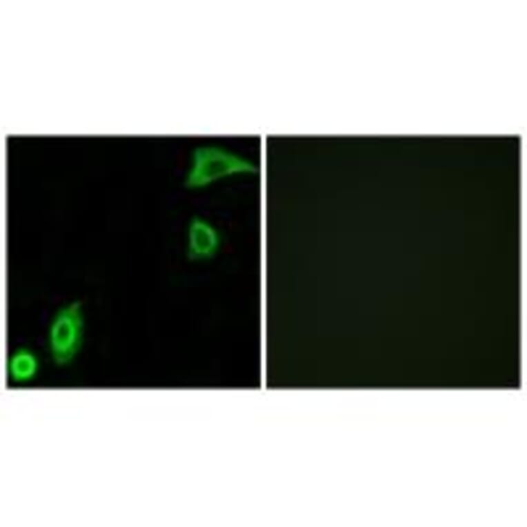 Immunofluorescence - RPS20 Antibody from Signalway Antibody (34335) - Antibodies.com