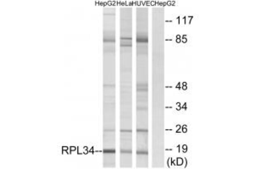 Western blot - RPL34 Antibody from Signalway Antibody (34356) - Antibodies.com