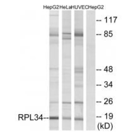 Western blot - RPL34 Antibody from Signalway Antibody (34356) - Antibodies.com