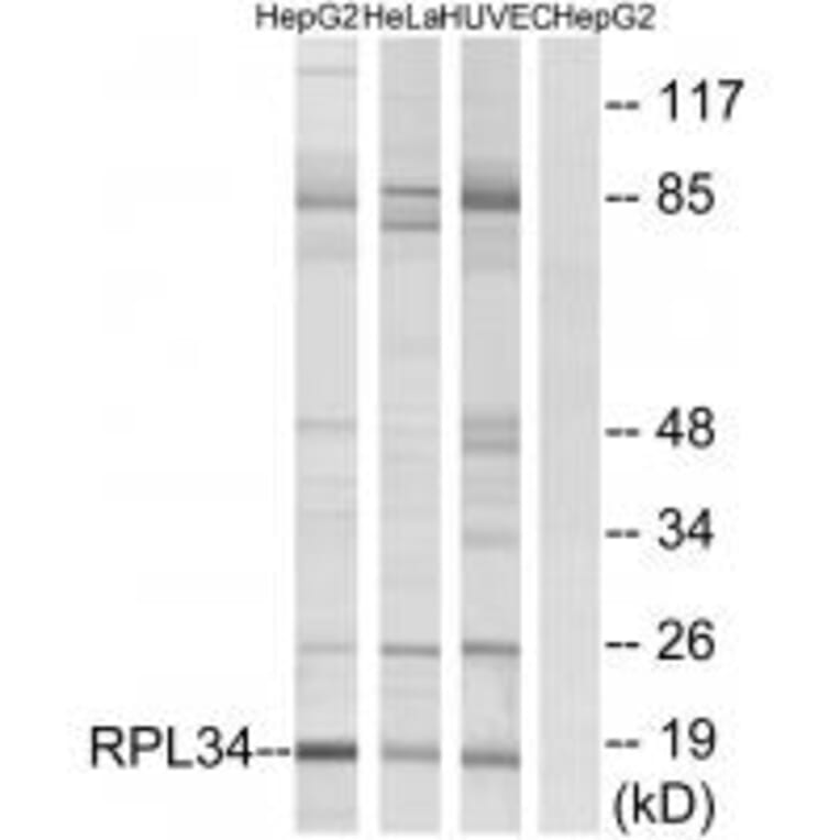 Western blot - RPL34 Antibody from Signalway Antibody (34356) - Antibodies.com