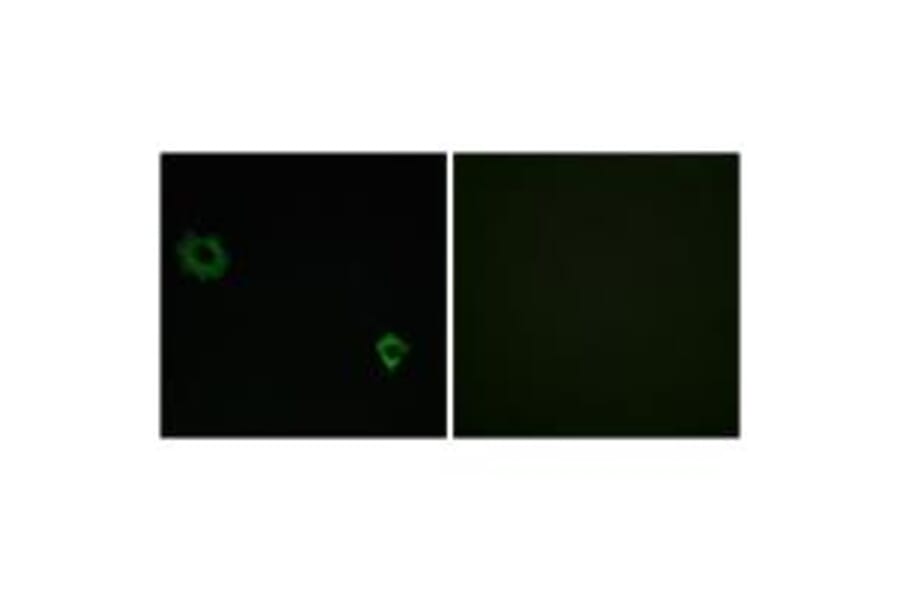 Immunofluorescence - RPL34 Antibody from Signalway Antibody (34356) - Antibodies.com