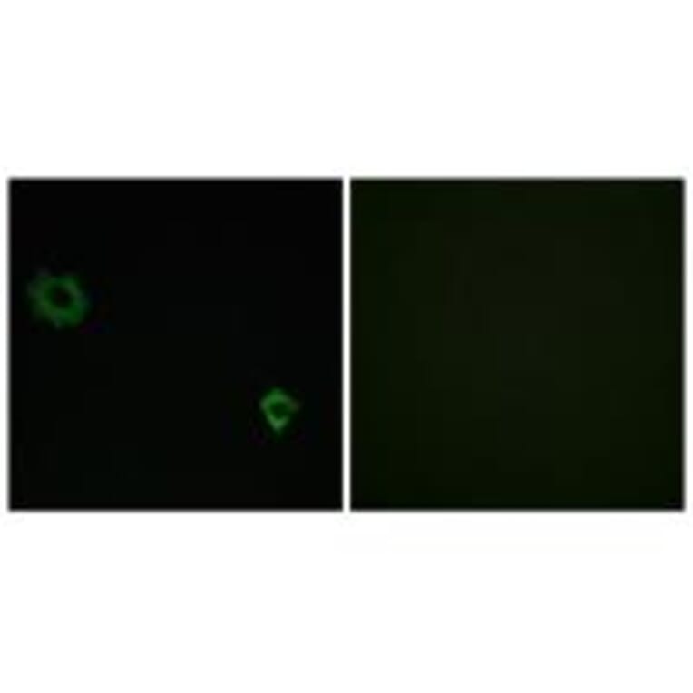 Immunofluorescence - RPL34 Antibody from Signalway Antibody (34356) - Antibodies.com