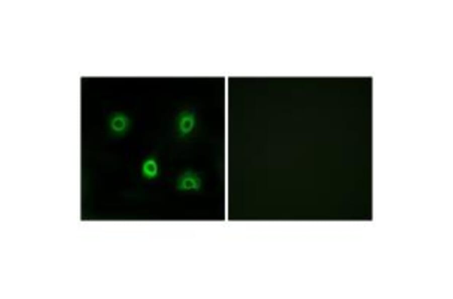 Immunofluorescence - ABHD6 Antibody from Signalway Antibody (34371) - Antibodies.com