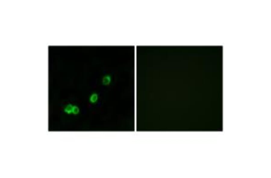 Immunofluorescence - ACOT1 Antibody from Signalway Antibody (34379) - Antibodies.com
