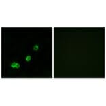 Immunofluorescence - ACOT1 Antibody from Signalway Antibody (34379) - Antibodies.com