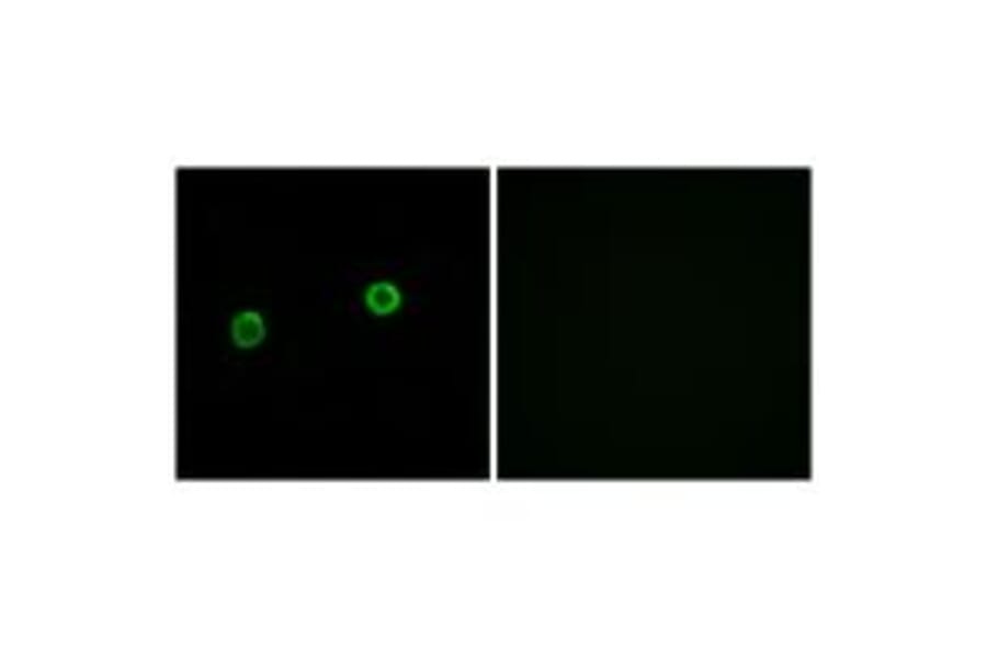 Immunofluorescence - ACOT4 Antibody from Signalway Antibody (34382) - Antibodies.com