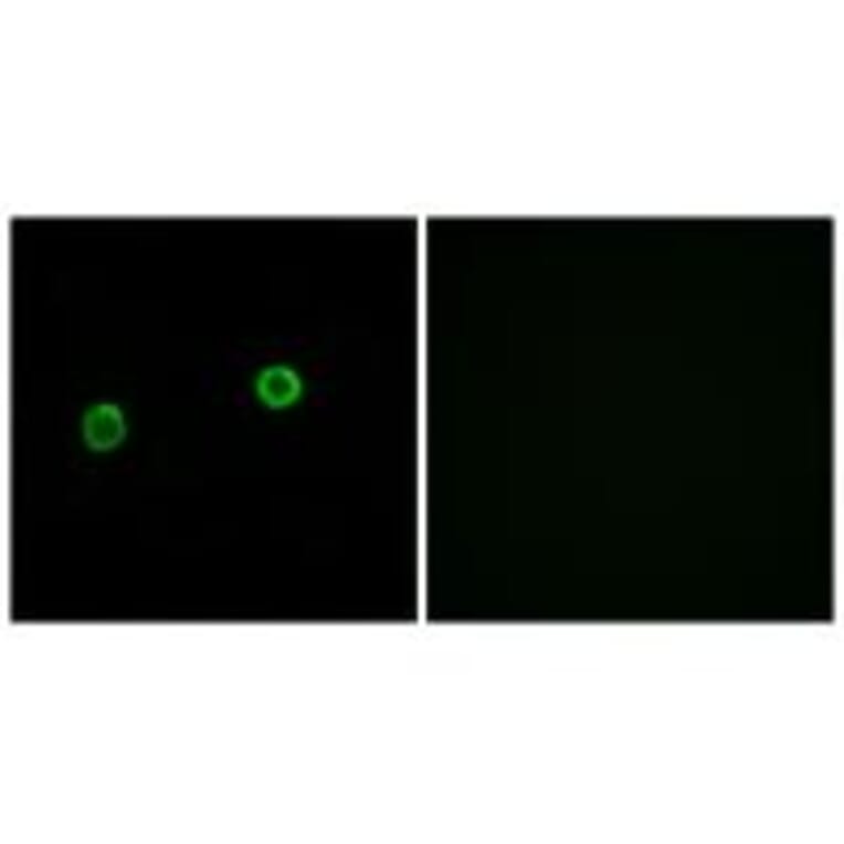 Immunofluorescence - ACOT4 Antibody from Signalway Antibody (34382) - Antibodies.com