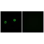 Immunofluorescence - ACOT4 Antibody from Signalway Antibody (34382) - Antibodies.com