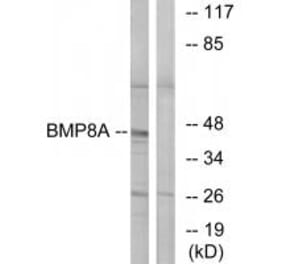 Western blot - BMP8A Antibody from Signalway Antibody (34501) - Antibodies.com